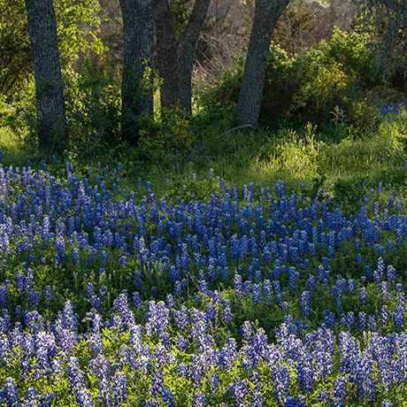 得克萨斯州山CountryBluebonnets开花三月中旬至四月中旬，使它成为完美的时间，通过得克萨斯州中部一个客场之旅。随着野花铺有地毯的山坡，几乎乞求被Instagrammed，奥斯汀和圣安东尼奥之间的田园风光区的延伸与登山步道，ranchlands，和迷人的城镇，如弗雷德里克斯堡，其桃果园，葡萄园已知的，德国的遗产盛产。需要冷静下来？走在瓜达卢佩河管或打在游泳池旁的成年人只埃斯康迪达酒店及水疗中心，建在墨西哥庄园风格