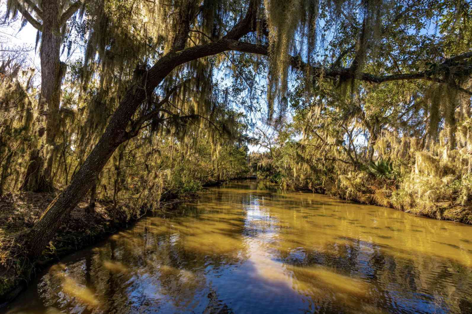 新奥尔良沼泽地上的橡树