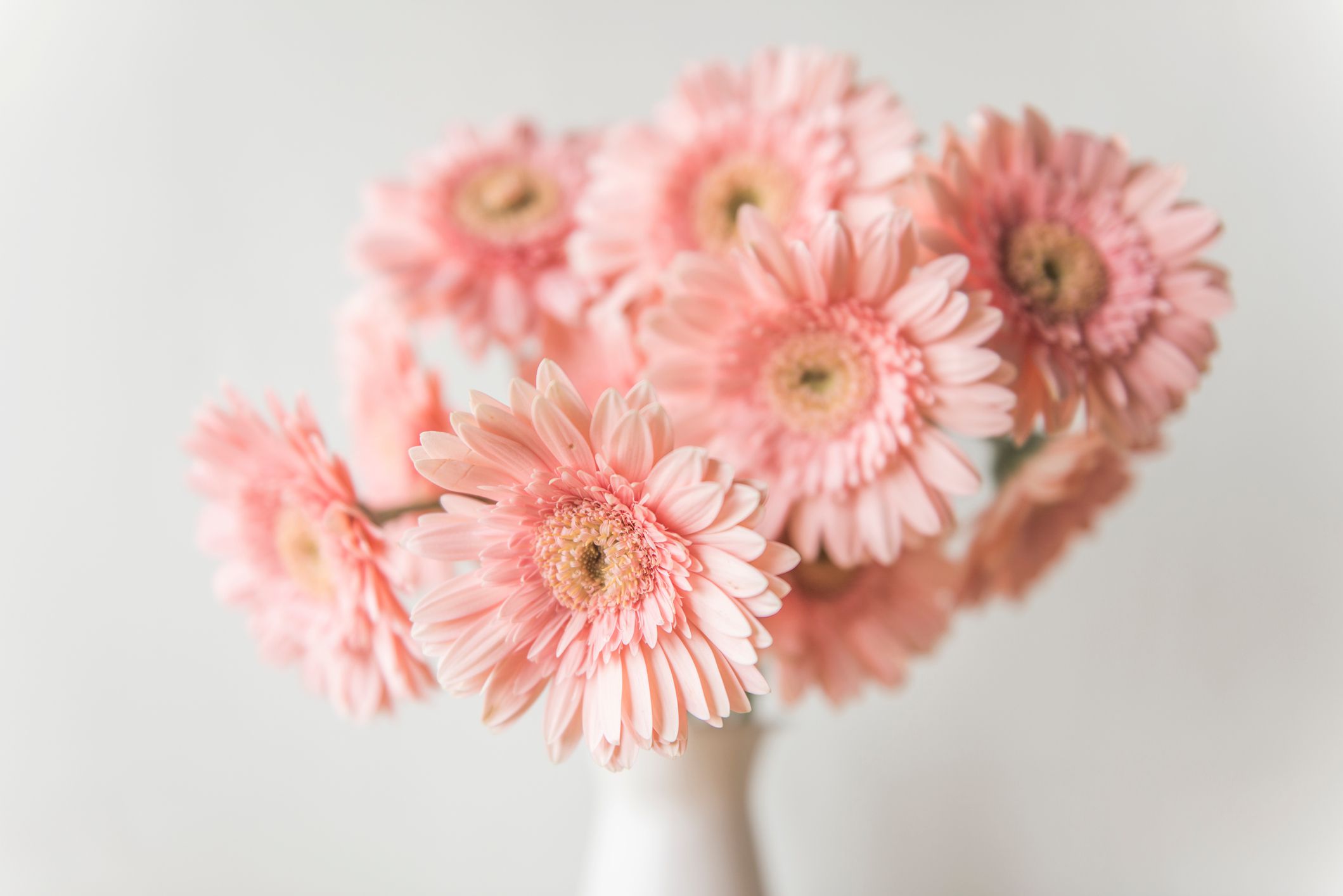 粉红色的大丁草雏菊