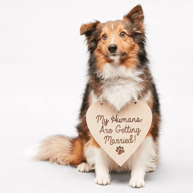 我的人类要结婚了