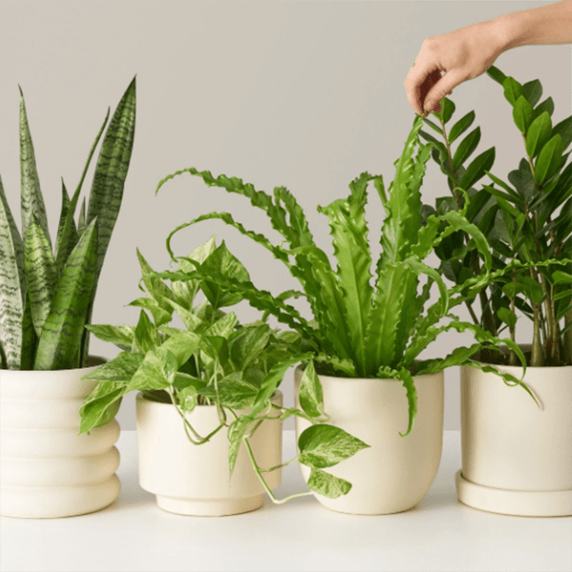 初学者包月中型植物