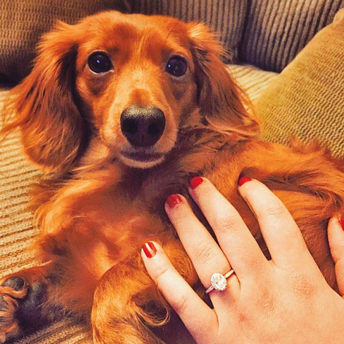 ld乐动官网订婚戒指与狗有问题