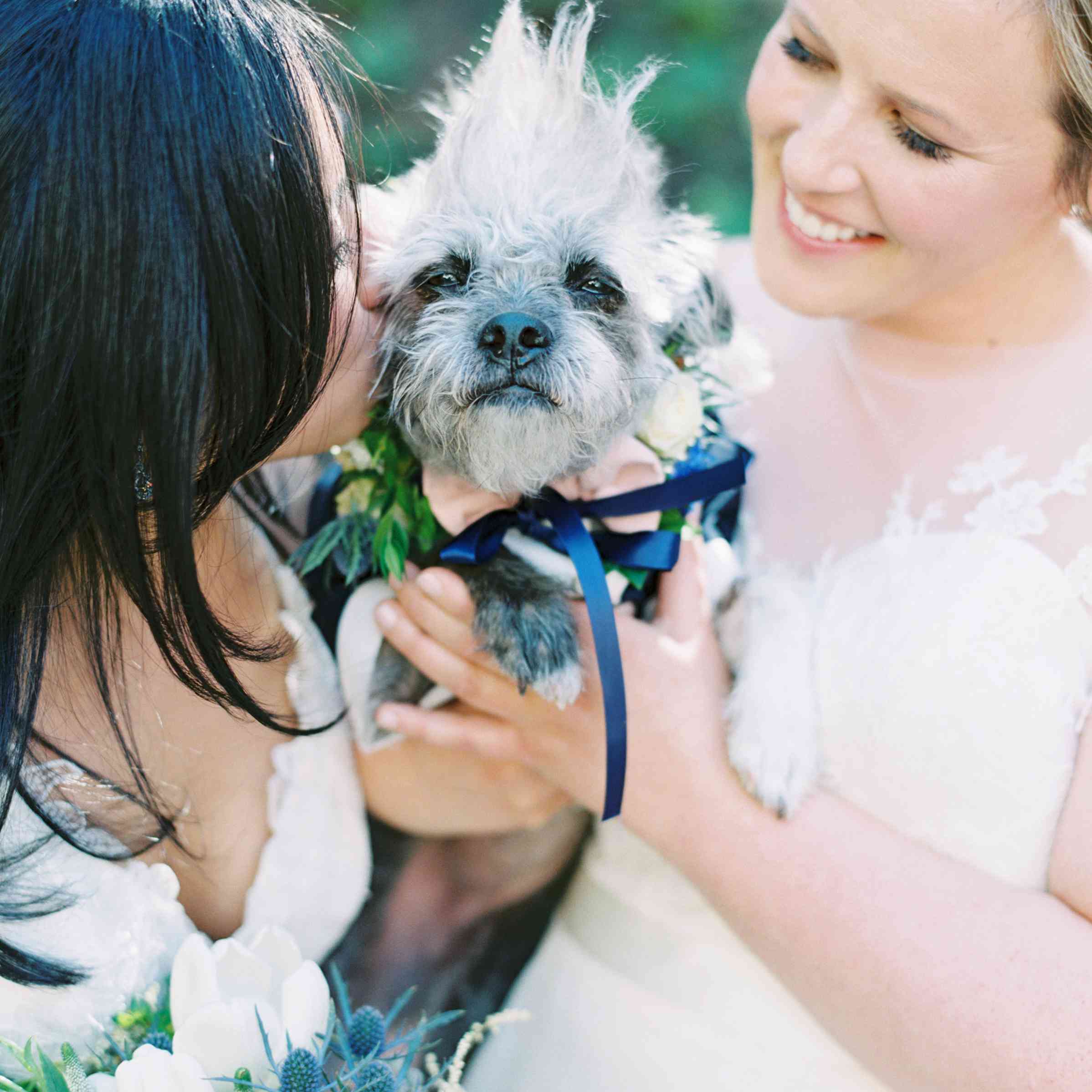 < p >新娘亲吻狗< / p > < br > < br >