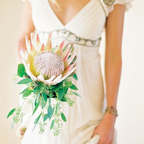 <P>景普罗蒂亚单茎花束</ P>