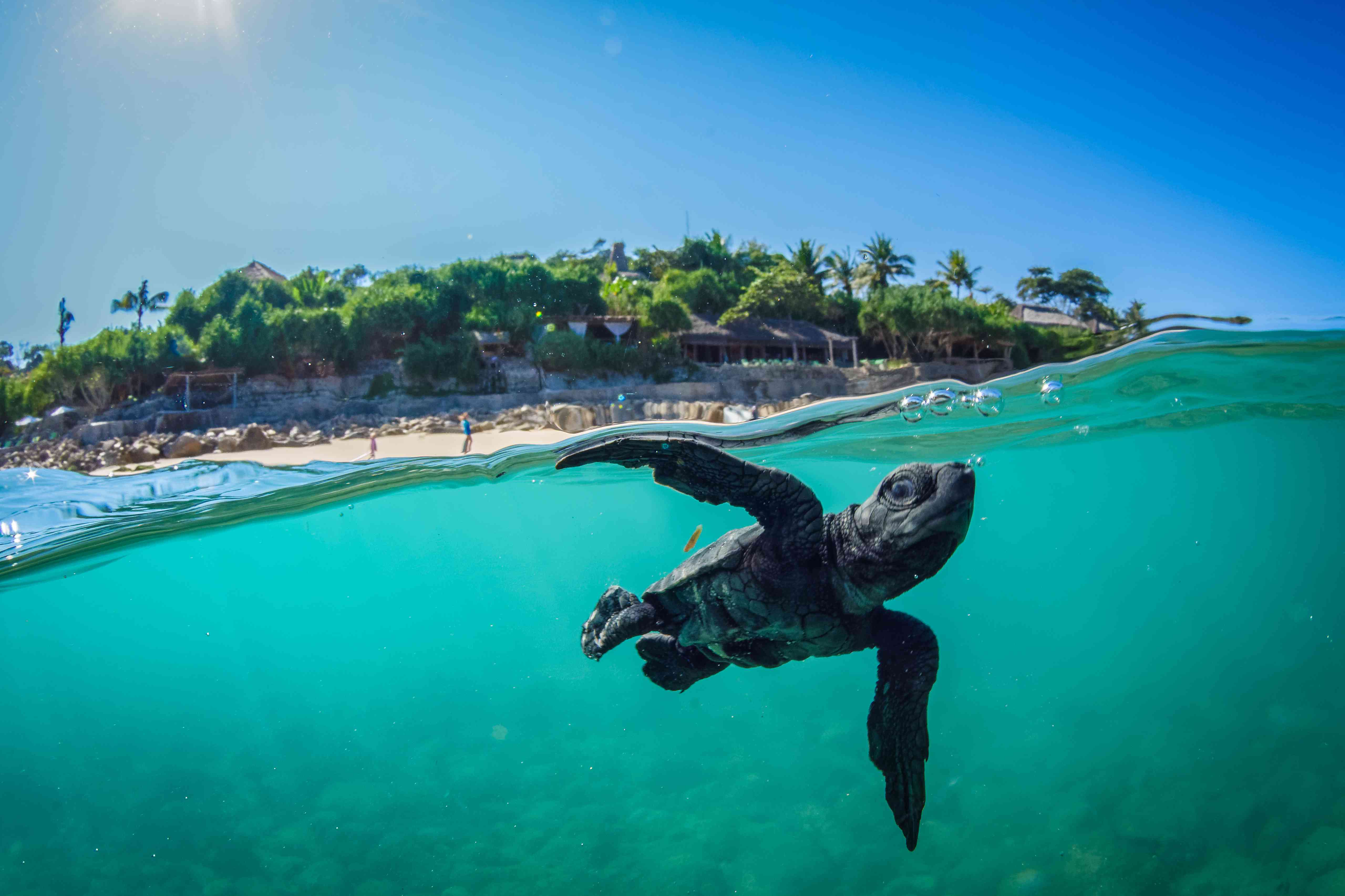 印度尼西亚Sumba蜜月乐动足球视频