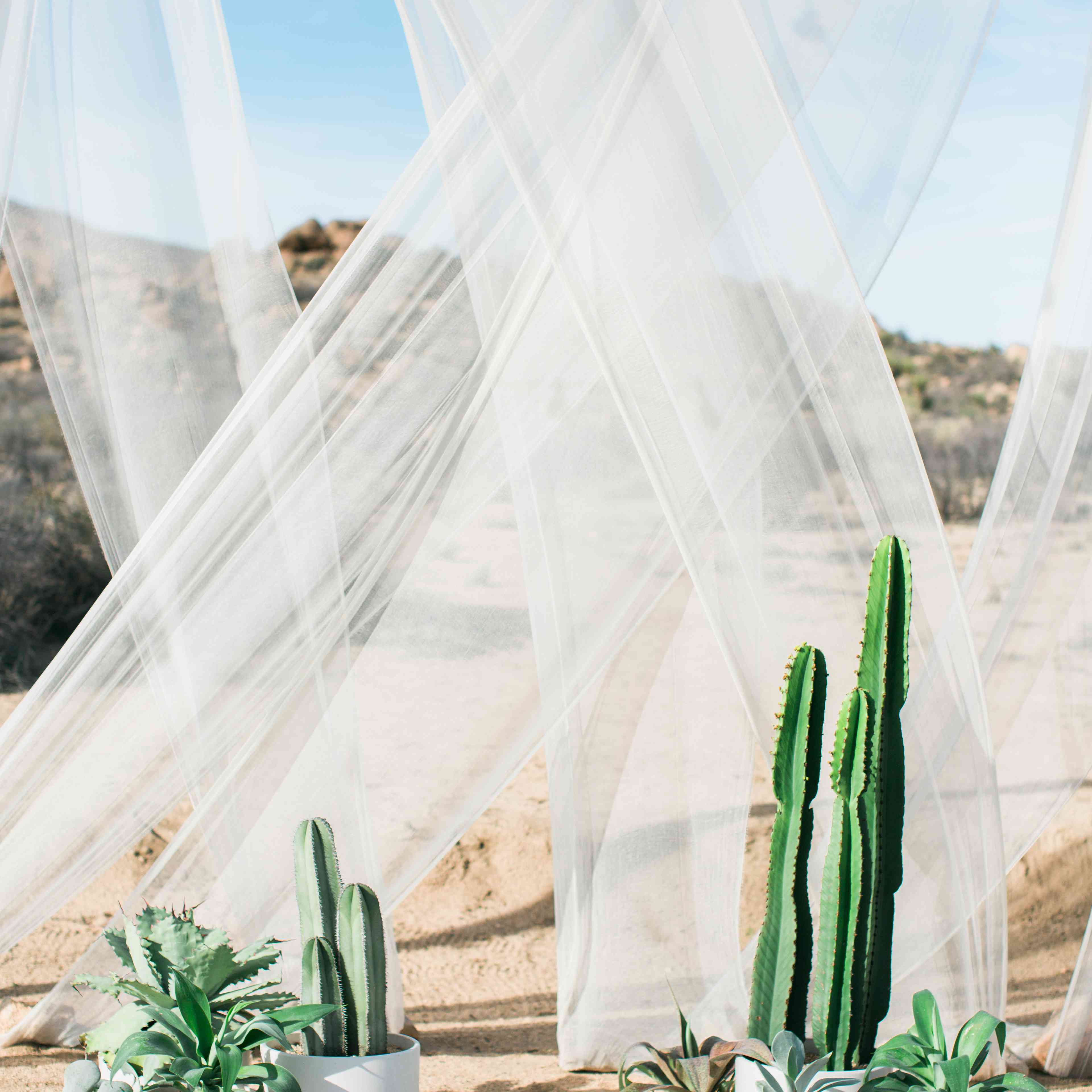 仙人掌和多汁婚礼背景