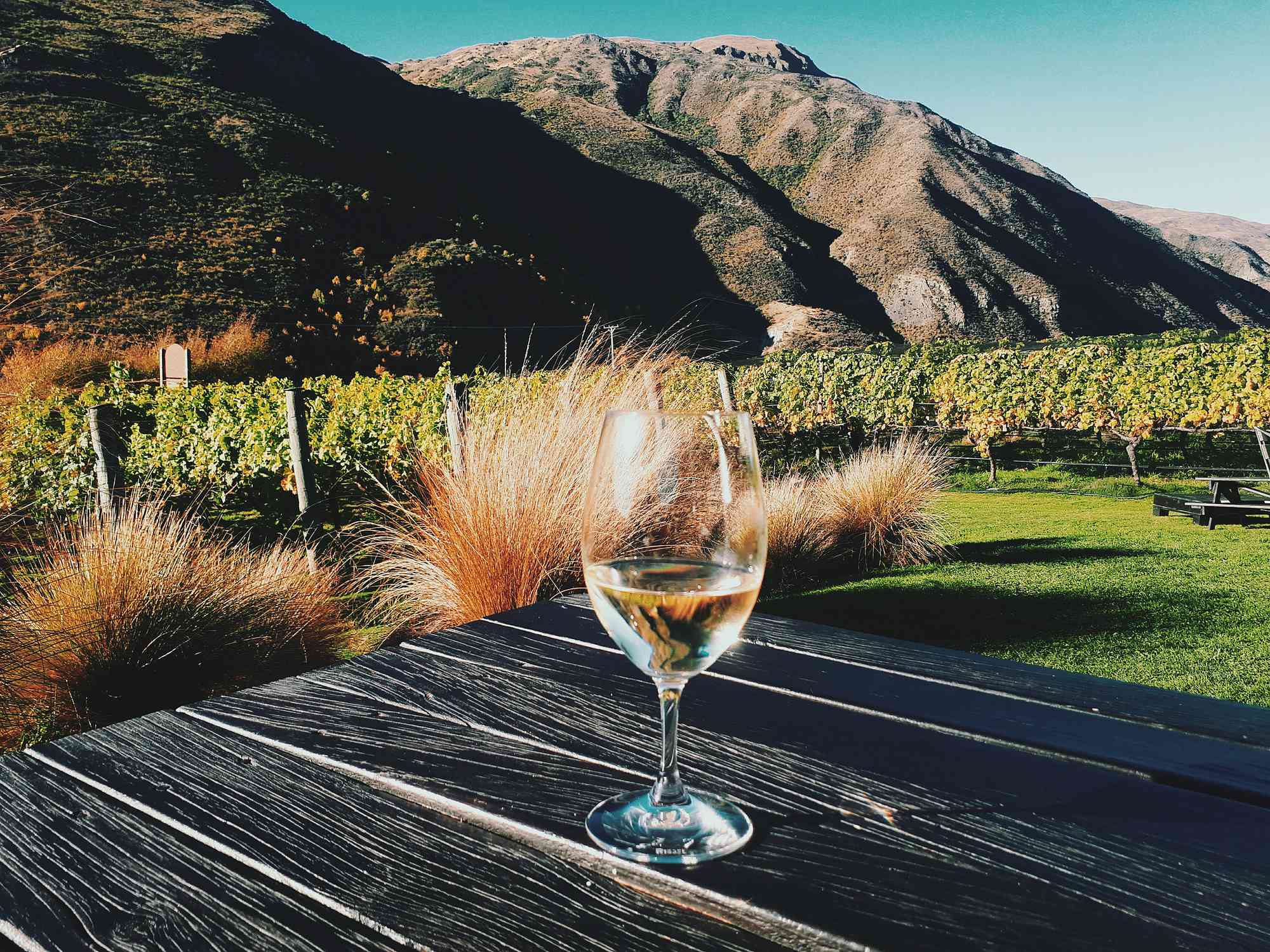 杯酒与美丽如画的葡萄园在背景中