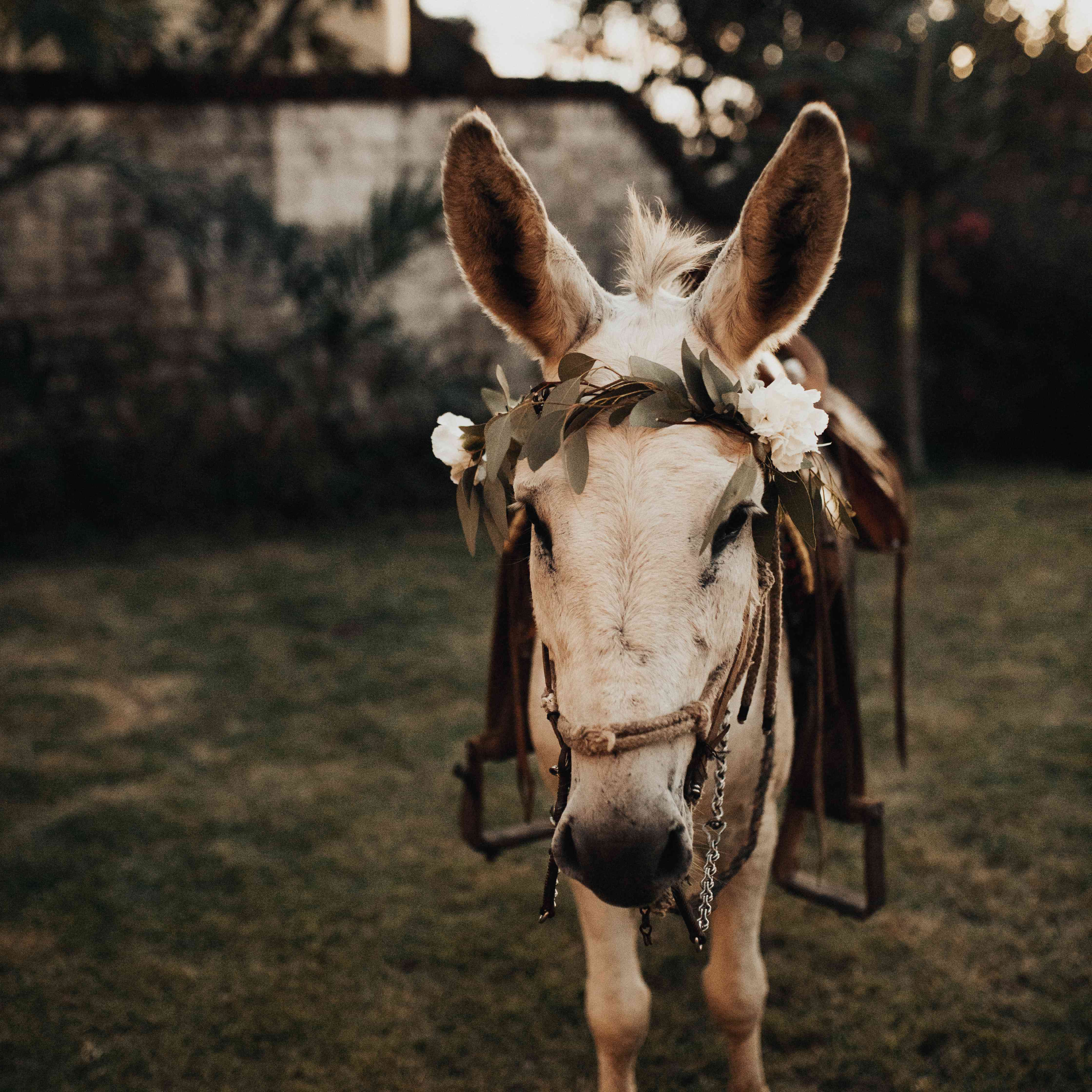 <P>驴</ P>搜索结果