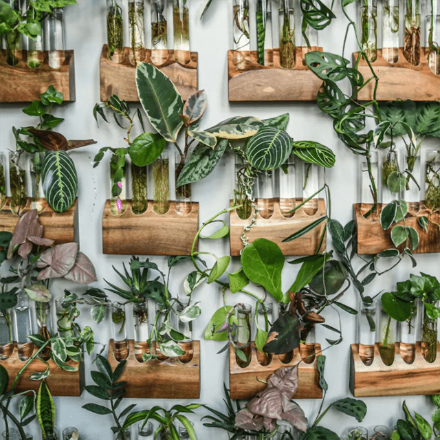 传播植物希尔顿卡特