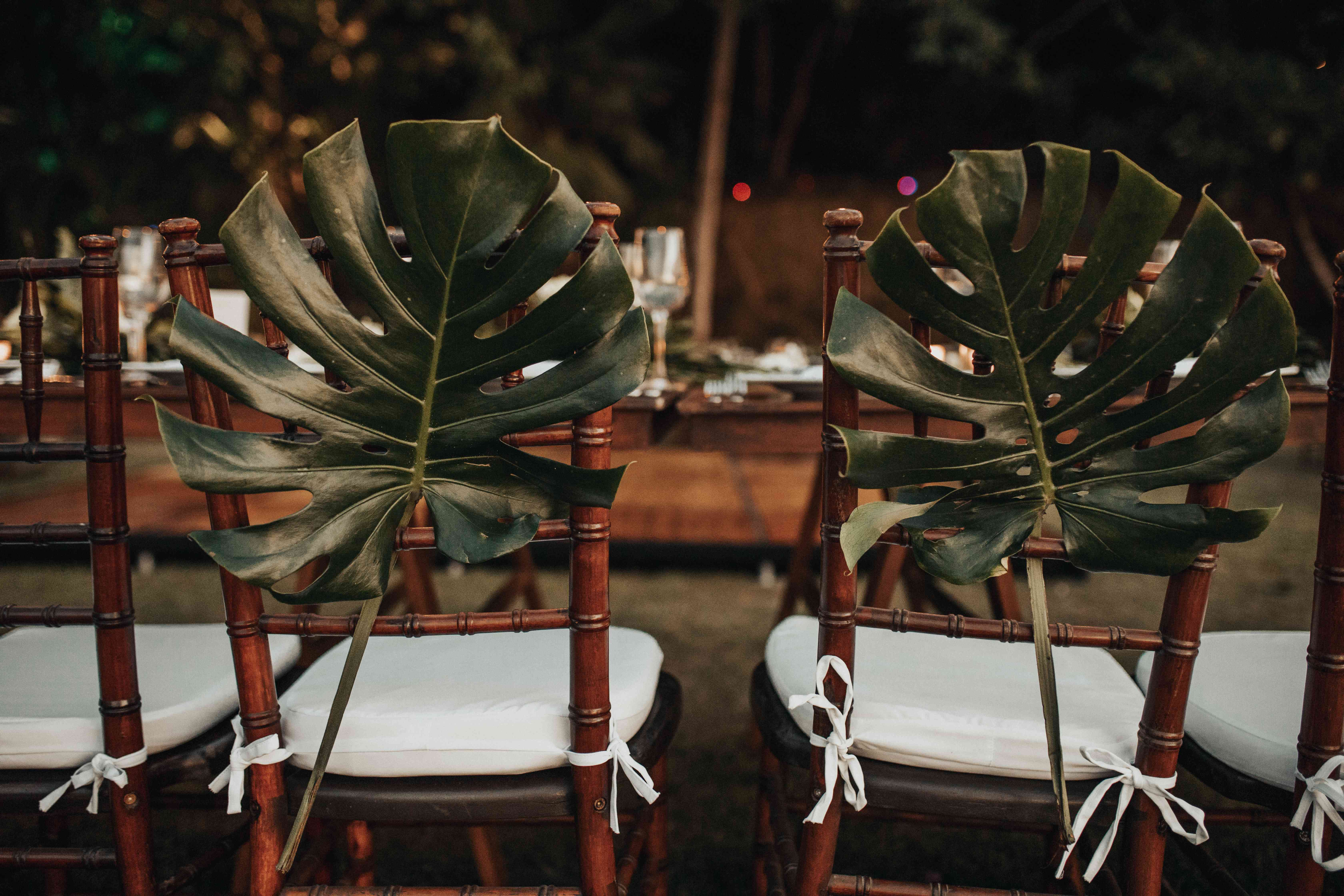 <p>Monstera leaves on chairs</p><br><br>