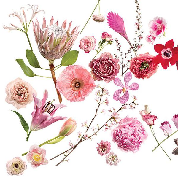 粉红色的花词汇