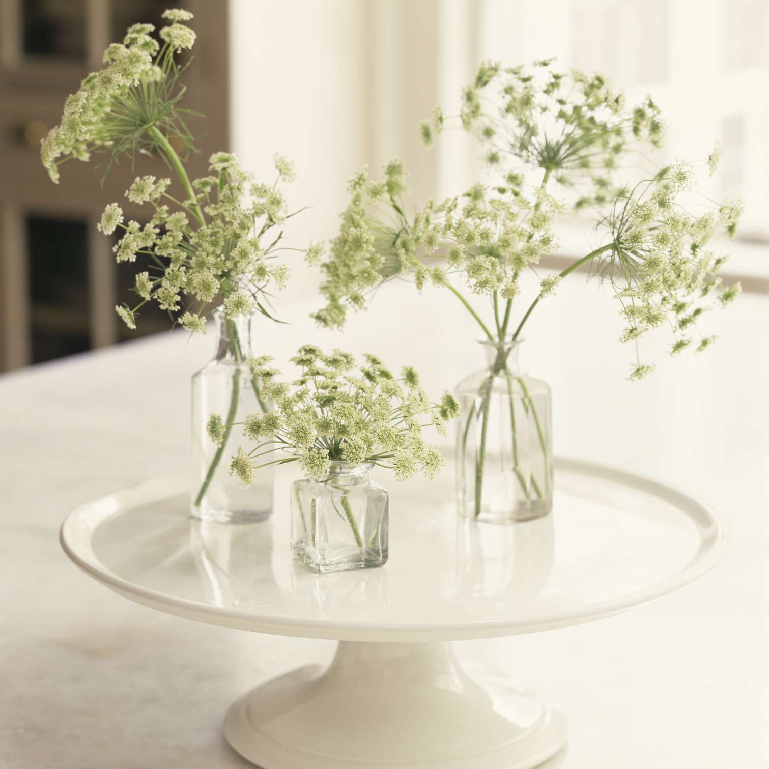 安妮女王的花边